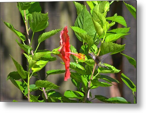Best Metal Print featuring the photograph Best Close-Up Green Hummingbird on Red Hibiscus Flower. by Jeff at JSJ Photography