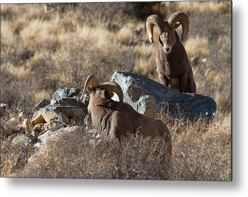 Bighorn Sheep Photograph Metal Print featuring the photograph Between a Rock and a Hard Place by Jim Garrison