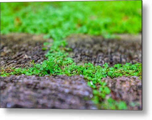 Background Metal Print featuring the photograph Between Stones by Chris Bordeleau