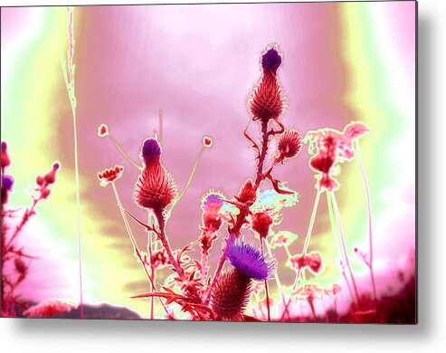 Thistle Metal Print featuring the photograph Bewitching Triad by Laureen Murtha Menzl