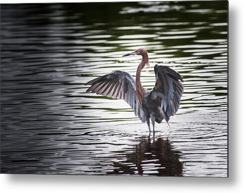 Bird Metal Print featuring the photograph Big Bird Stretch by Paul Johnson