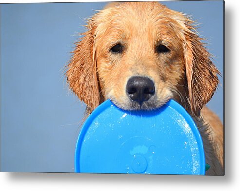 Golden Retriever Metal Print featuring the photograph Big Blue Smile by Fraida Gutovich