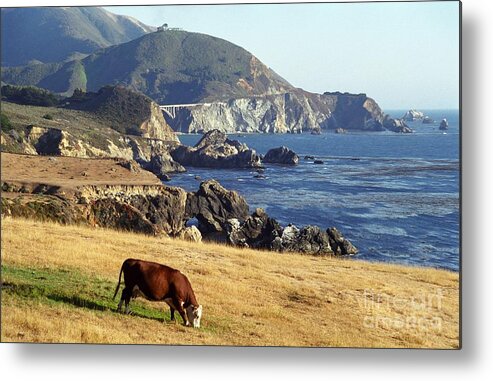 Cow Metal Print featuring the photograph Big Sur Cow by James B Toy