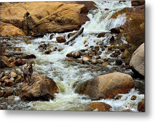 Bighorn Metal Print featuring the photograph Bighorn at Alluvial Fan Falls by Tranquil Light Photography