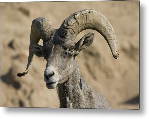 Feb0514 Metal Print featuring the photograph Bighorn Sheep Ram by San Diego Zoo