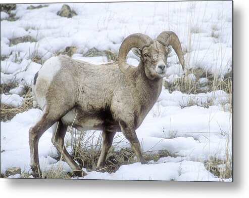 Yellowstone Metal Print featuring the photograph Bighorn Sheep by Sandra Bronstein