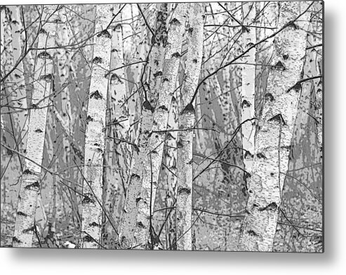 Pixels Metal Print featuring the photograph Birch Forest by Rob Huntley