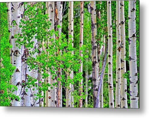 Nature Metal Print featuring the photograph Birch tree forest by Jim Boardman