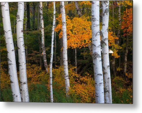 Autumn Metal Print featuring the photograph Birch Tree Pan by Darylann Leonard Photography