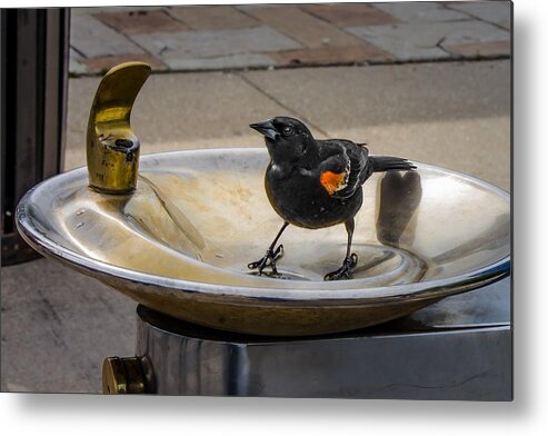 Bird Metal Print featuring the photograph Bird in a Water Fountain by Tom Gort