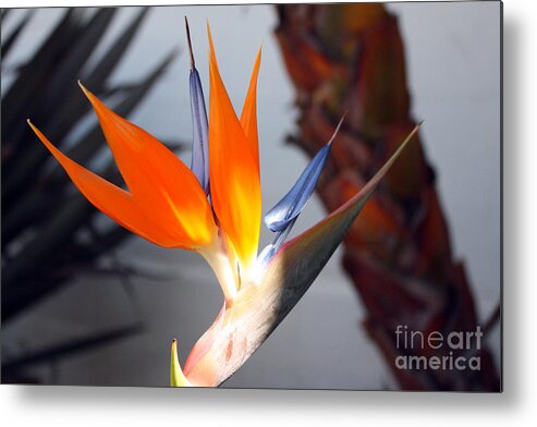 Flower Metal Print featuring the photograph Bird of Paradise by Kelly Holm