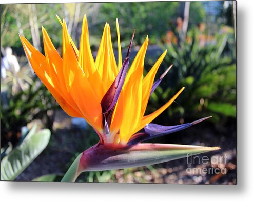 Bird Of Paradise Metal Print featuring the photograph Bird of Paradise by Creative Solutions RipdNTorn