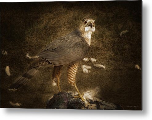 Coopers Hawk Metal Print featuring the photograph Bird of Prey Cooper's Hawk by Melissa Bittinger