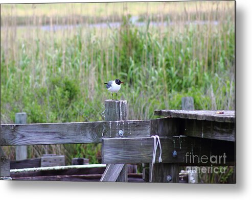 Bird Metal Print featuring the photograph Bird on Bayou Post by Andre Turner