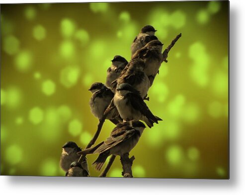 Bird Metal Print featuring the photograph Birds of A Feather by David Dehner