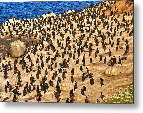 Birds Metal Print featuring the photograph Birds of a Feather Stick Together by Jim Carrell