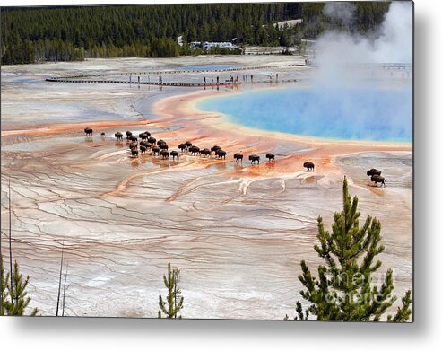 Travelpixpro Metal Print featuring the photograph Bison Crossing Edge of Grand Prismatic Spring in Yellowstone National Park by Shawn O'Brien