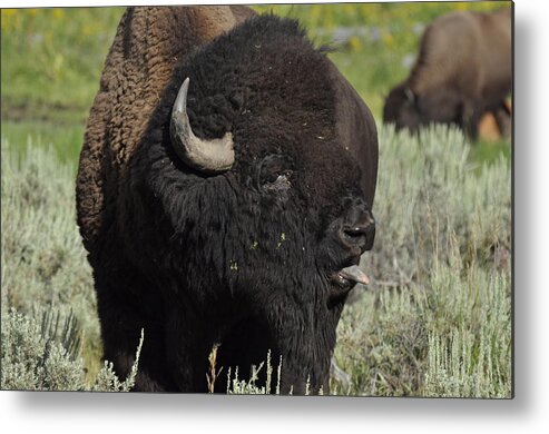 Bison Metal Print featuring the photograph Bison by Frank Madia
