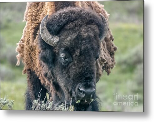 Bison Metal Print featuring the photograph Bison Portrait by Al Andersen