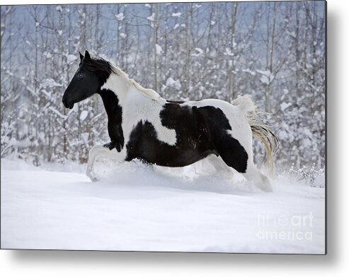 Black And White Metal Print featuring the photograph Black And White Paint Horse In Snow by Rolf Kopfle