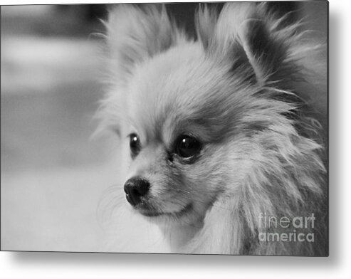 Teddy Bear Metal Print featuring the photograph Black and white Portrait of Pixie the Pomeranian by Jennifer E Doll