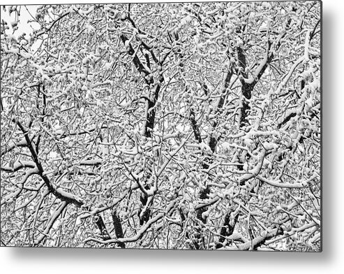 Winter Metal Print featuring the photograph Black and White Snowy Tree Branches Abstract Six by James BO Insogna