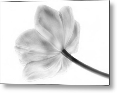 Tulip Metal Print featuring the photograph Black and White Tulip by Arlene Carmel