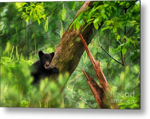 Black Bear Metal Print featuring the photograph Black bear cub in tree - artistic by Dan Friend