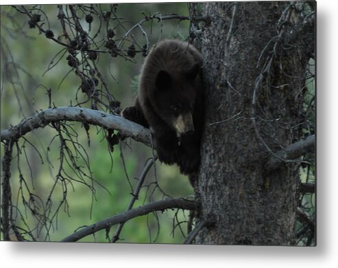 Black Bear Metal Print featuring the photograph Black Bear Cub in Tree by Frank Madia