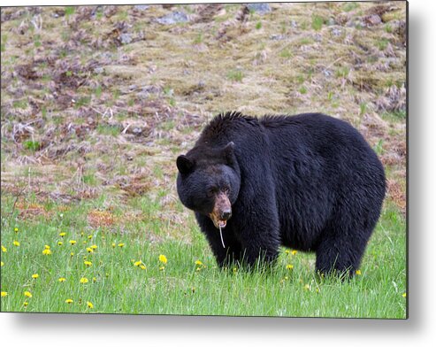 Adult Metal Print featuring the photograph Black Bear in Manning Park by Michael Russell