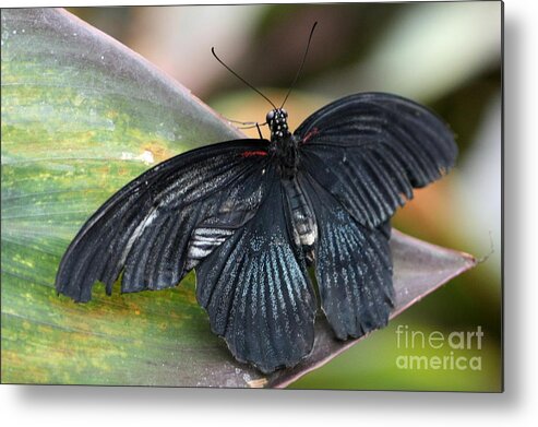 Butterfly Metal Print featuring the photograph Black Butterfly by Jeremy Hayden