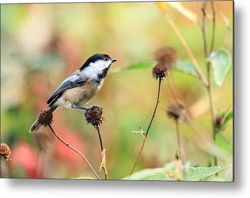 Black Capped Chickadee Metal Print featuring the photograph Black Capped Chickadee 1 by Ben Graham