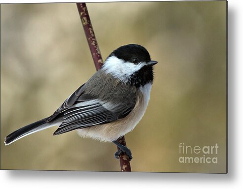 Chickadee Metal Print featuring the photograph Black Capped Chickadee by Rick Mousseau