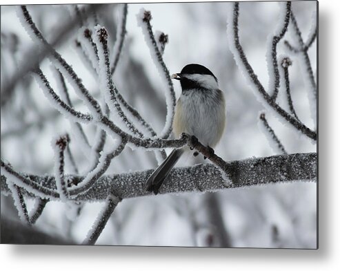 Black Capped Chickadee Metal Print featuring the photograph Black-capped Chickadee by Ryan Crouse