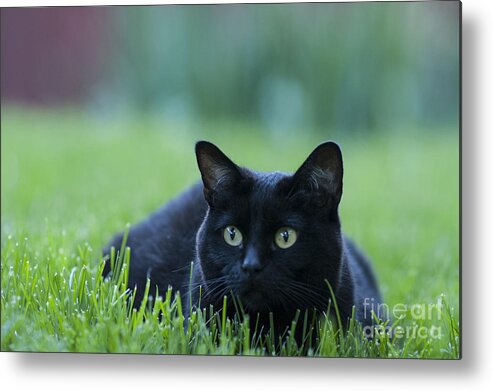Animal Metal Print featuring the photograph Black Cat by Juli Scalzi