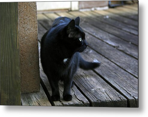 Black Metal Print featuring the photograph Black Cat on Porch by Melinda Fawver