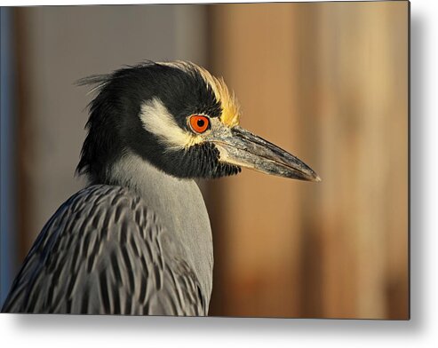 Heron Metal Print featuring the photograph Black Crowned Night Heron by Juergen Roth