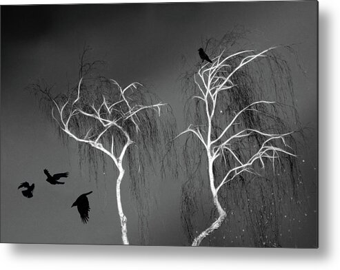 Animals Metal Print featuring the photograph Black Crows - White Trees by Richard Piper