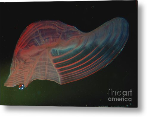 Black Drum Metal Print featuring the photograph Black Drum Otolith by Gregory G. Dimijian, M.D.