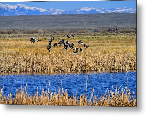 Black-necked Stilts Metal Print featuring the photograph Black-Necked Stilts In Flight by Greg Norrell