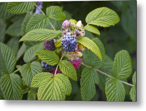Rubus Occidentalis Metal Print featuring the photograph Black Raspberry by Venetia Featherstone-Witty