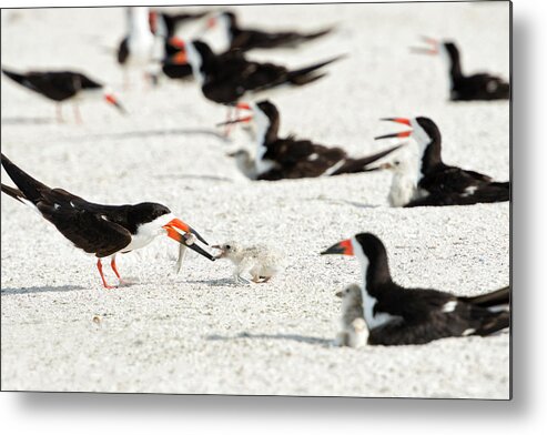 Black Skimmer Metal Print featuring the photograph Black Skimmer Feeding Chick (large by Sheila Haddad