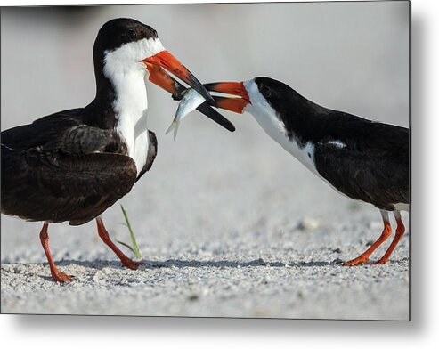 Beach Metal Print featuring the photograph Black Skimmer Protecting Minnow by Maresa Pryor