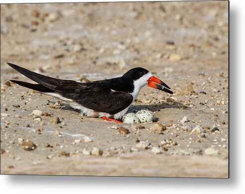 Bill Metal Print featuring the photograph Black Skimmer (rynchops Niger by Larry Ditto