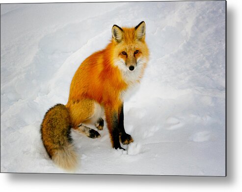 Fox Metal Print featuring the photograph Black Socks Fox by Juli Ellen