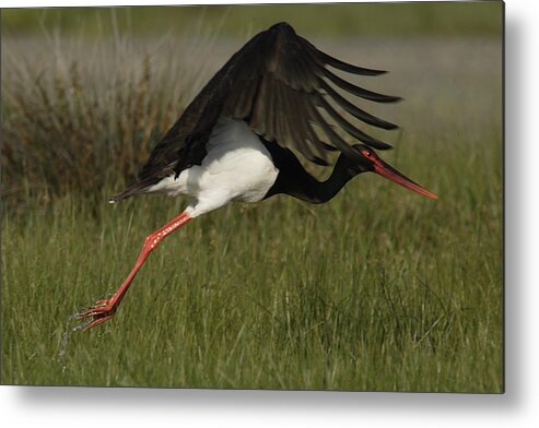 Nature Metal Print featuring the photograph Black Stork, Ciconia nigra, taking off. by Tony Mills