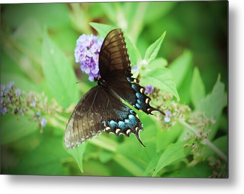 Butterfly Metal Print featuring the photograph Black Swallowtail by Michael Porchik