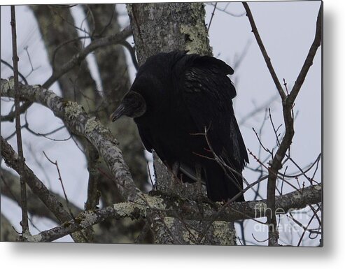 West Virginia Birds Metal Print featuring the photograph Black Vulture by Randy Bodkins