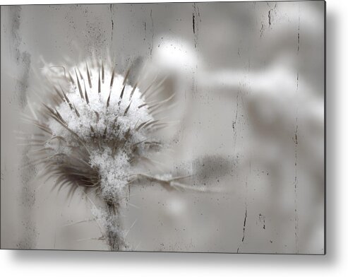 Thorns Metal Print featuring the photograph Blanket For Thorns by Mark Ross