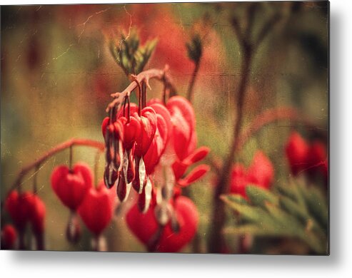 Love Metal Print featuring the photograph Bleeding Hearts by Spikey Mouse Photography